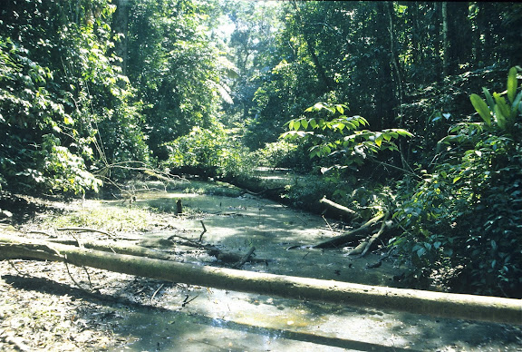 Forêt marécageuse près du Tambopata Research Center. Août 2004. Photo : J.-M. Gayman