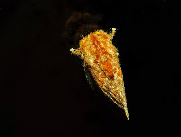 Hétérocères d'Australie - Limacodidae : Pseudanapaea denotata WALKER, 1865. Umina Beach (New South Wales, Australie), 30 mars 2011. Photo : Barbara Kedzierski