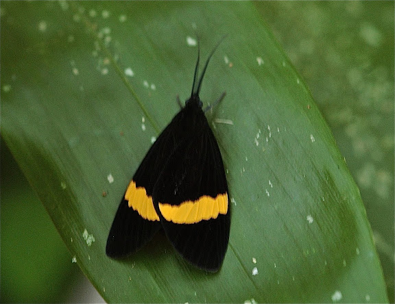 Arctiidae : Arctiinae : Pericopini : Sagaropsis horae, DRUCE, 1885. Puerto Maldonado (Madre de Dios, Pérou), 4 janvier 2011. Photo : Meena