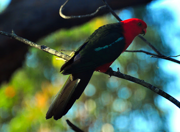 Australian King Parrot : Alisterus scapularis Lichtenstein, 1818. Ettalong, 21 novembre 2010. Photo : Barbara Kedzierski