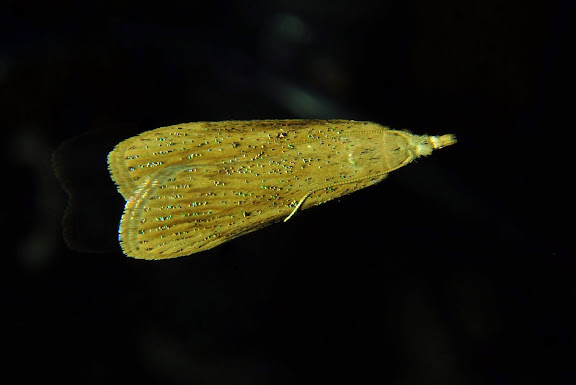 Hétérocères d'Australie - Crambidae : Crambinae : Chilo suppressalis WALKER (?). Umina Beach (New South Wales, Australie), 15 avril 2011. Photo : Barbara Kedzierski