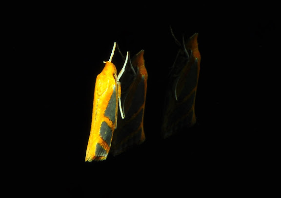 Hypertrophidae : Thudaca mimodora MEYRICK, 1892 (ou T. obliquela). Umina Beach (New South Wales, Australie), 15 avril 2011. Photo : Barbara Kedzierski
