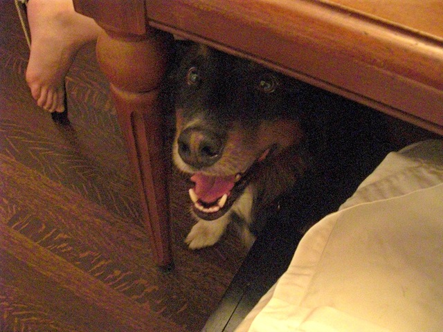 [Cooper under the table[4].jpg]
