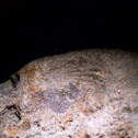 Brachiopod Fossils