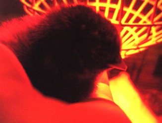 BILD0333