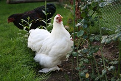 IMG_0493 IMG_0493