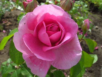 Gertrude Jekyll_1