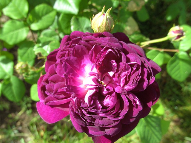 [Cardinal de Richelieu[6].jpg]