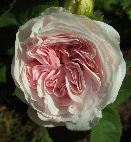 [Félicité Parmentier[5].jpg]