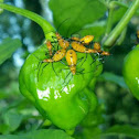 Assassin Bug