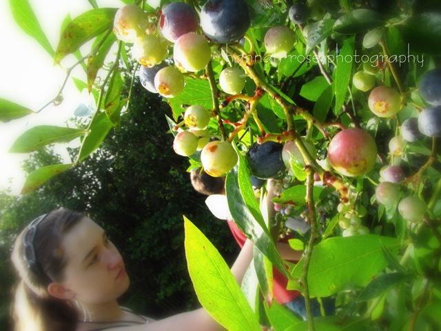 [Blueberries20100132.jpg]