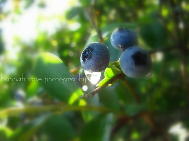 [Blueberries20101392.jpg]