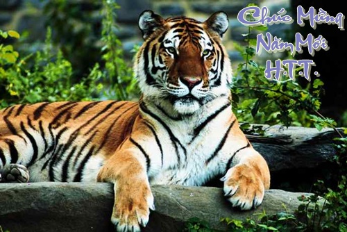 http://lh4.ggpht.com/_6nktQOihaMo/S21E1xtj9tI/AAAAAAAAJXY/AeqD8SSwzxI/49999839_tiger-regal.jpg