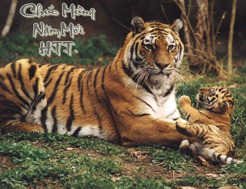 http://lh4.ggpht.com/_6nktQOihaMo/S21FtCyO_EI/AAAAAAAAJYY/WRw9ZJ15DU0/Amur-tiger-%26-cub.jpg
