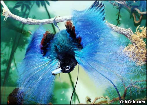 รูปภาพ นกสวยงาม Bird ติดอันดับโลก