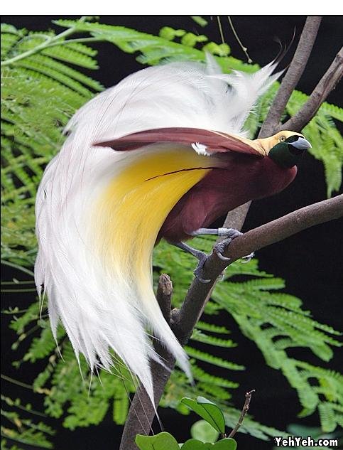 รูปภาพ นกสวยงาม Bird ติดอันดับโลก