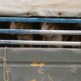PICT8001.JPG