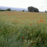 PICT8339.JPG