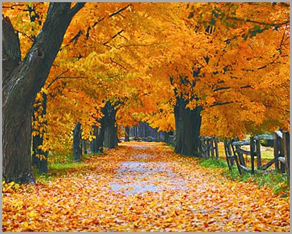 Otoño bcp Otoño bcp