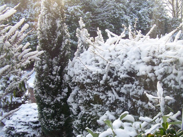 [snow_garden1[4].jpg]