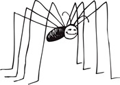 spider