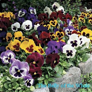 [pansies[2].jpg]