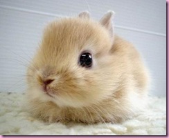 bunny11