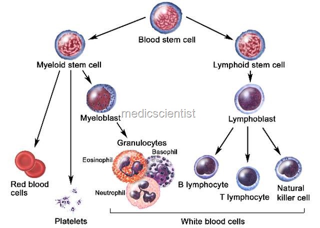 [Acute & Chronic Myeloid Leukemias 3[6].jpg]