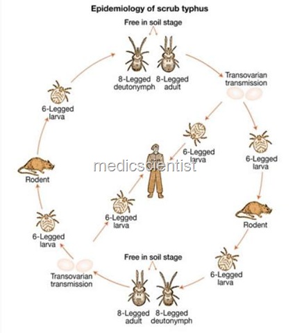 [SCRUB TYPHUS ss[2].jpg]