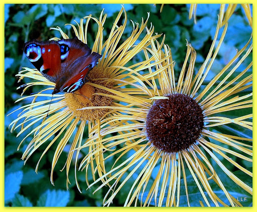 Slava Zaitsev Russian Fashion Week