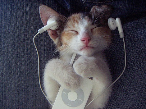 [The-Cat-Enjoy-The-iPod[5].jpg]