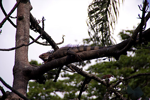 Iguanas were everywhere