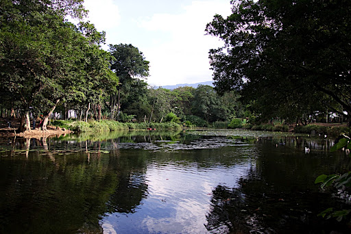 Lake in the botanical gardens