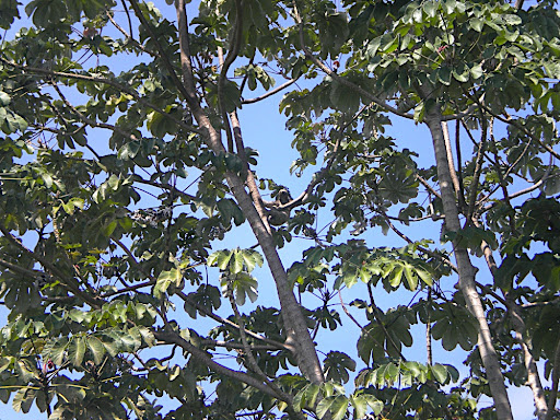 He noticed us and started to climb a bit higher