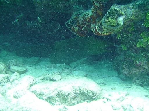 Eel!