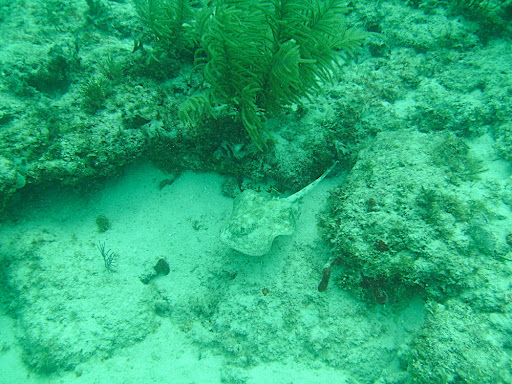 Some kind of small ray