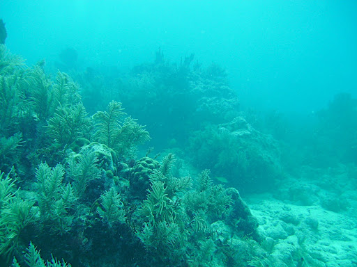 The sea floor is full of plant life
