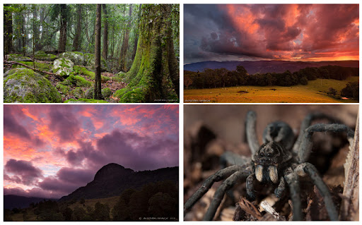 IMAGE: http://lh4.ggpht.com/_6vdPqp2Fxq4/TGOqj-E5zBI/AAAAAAAAB8g/0TgNuWWfEmM/spiderpainting_photosused_gcflora.jpg