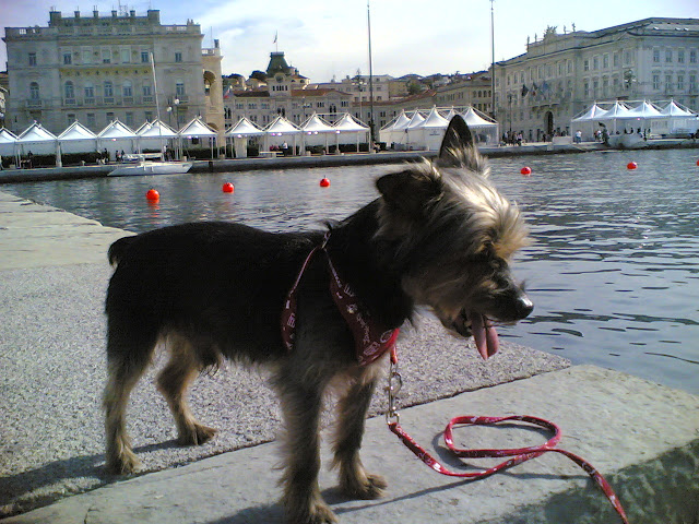 Joy alla
Barcolina
