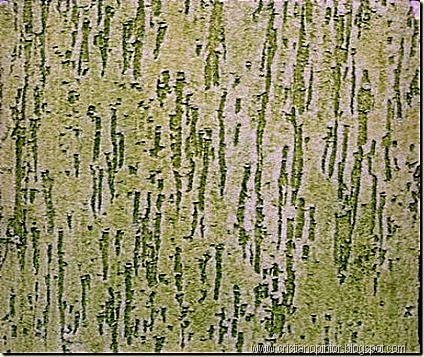 [Textura de parede[111].jpg]