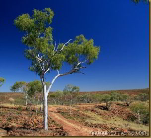 NT Tree