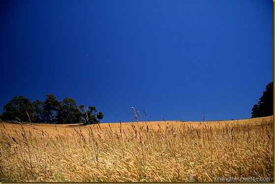 Tasmanian wheat field