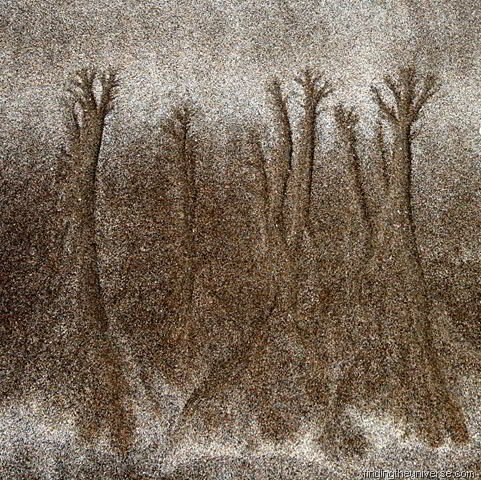 [More mystical sand trees - square crop[7].jpg]