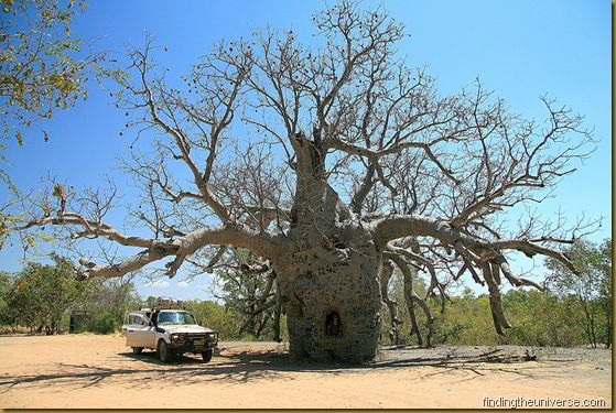 Prison Boab Tree on the Gibb River Road Prison Boab Tree on the Gibb River Road
