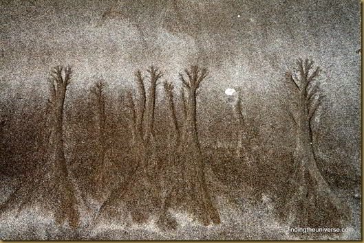 More mystical sand trees