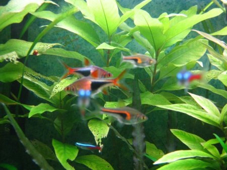 [100420rasbora[3].jpg]