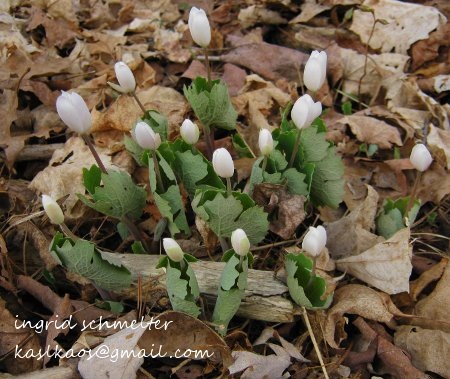 [10041503bloodroot[4].jpg]