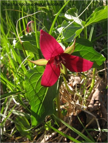 10043001red_trillium1