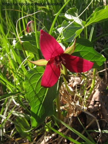 [10043001red_trillium1[6].jpg]