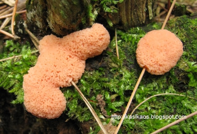 [pink_slime72[4].jpg]